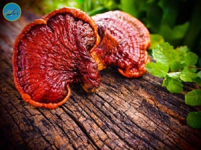 قارچ گانودرما