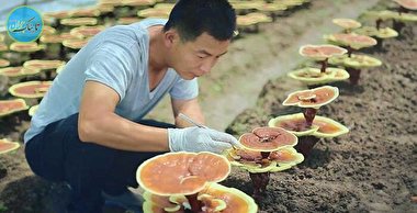 نوعی قارچ خوراکی که در چین محبوب است + خواص