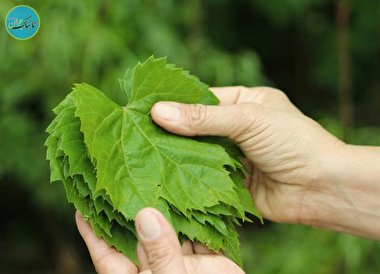 کدام برگ مو برای دلمه مناسب است؟ + روش نگهداری