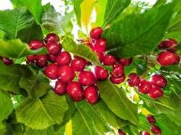 چه رویدادهایی در حوزه گردشگری تیرماه برگزار می‌شود؟