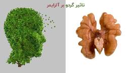 نقش گردو در درمان بیماری آلزایمر چیست؟