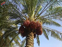 حال و هوای برداشت رطب در آبادان