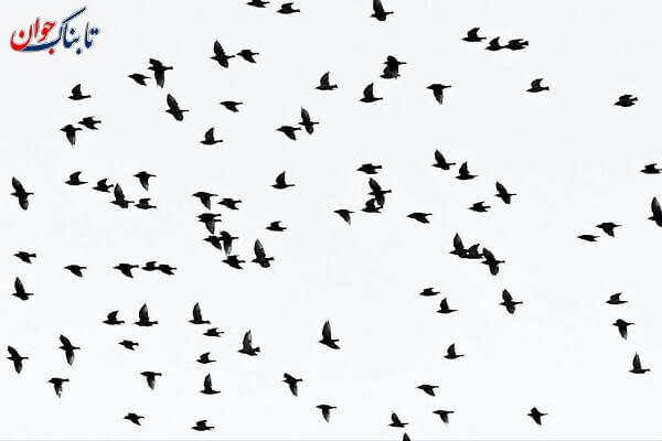 آناتیدا فوبیا چیست؟