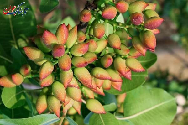 طلای سبز ایران چیست که می‌توان به دست آورد؟