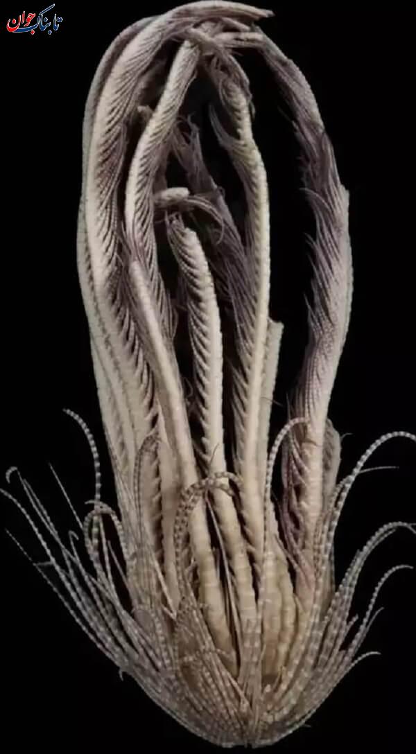 موجودی ترسناک با ۲۰ دست! + عکس