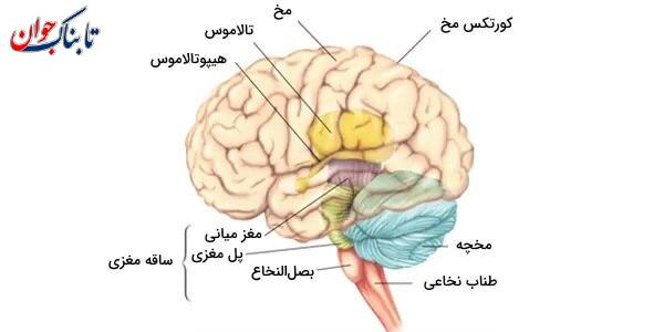 کدام عضو بیشترین اکسیژن مصرف می کند؟