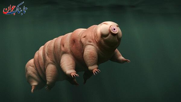 کدام جانور می تواند سه سال بدون غذا زنده بماند؟