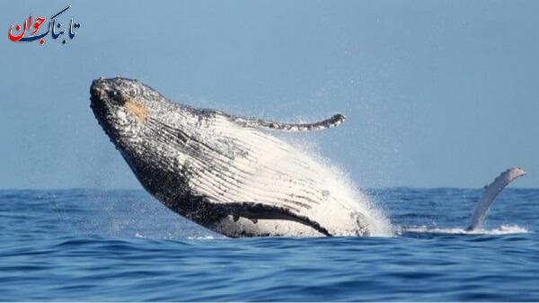 کدام جانور می تواند سه سال بدون غذا زنده بماند؟