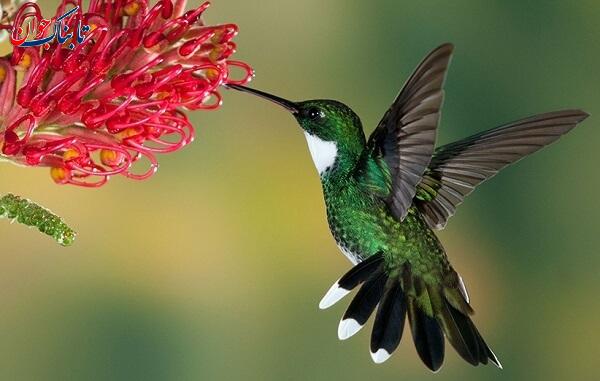 مرغ مگس این موجود بیشترین ضربان قلب را دارد + جانوری با کمترین ضربان!