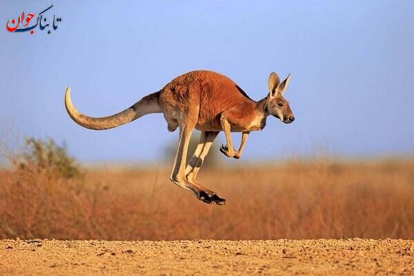 کدام حیوان چپ دست است؟