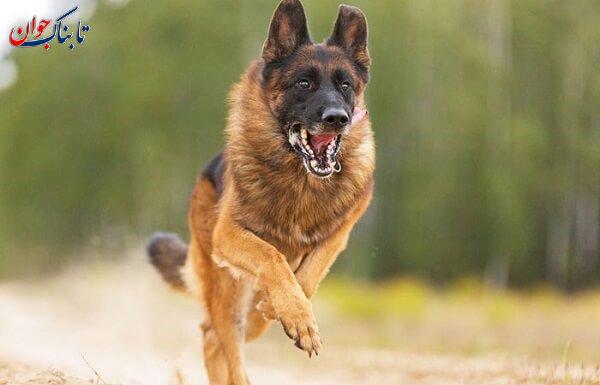 کدام حیوان چپ دست است؟ کدام راست دست؟