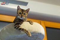 حیوانات راست دست و چپ دست!