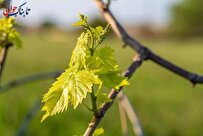 لاکچری ترین انگور جهان!