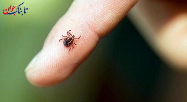 تب کریمه کنگو چیست؟ + راه های انتقال