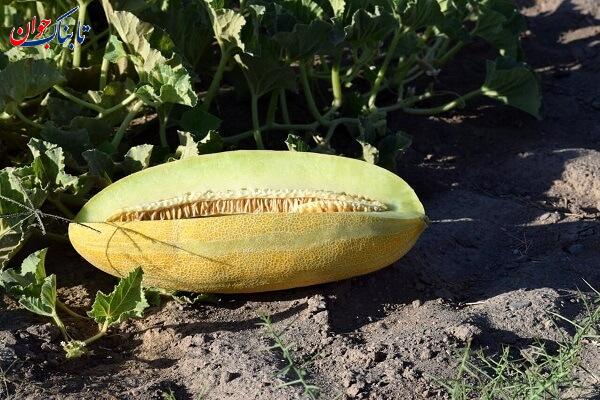 خربزه آیا انگور برای سرماخوردگی ضرر دارد؟ خربزه چطور؟