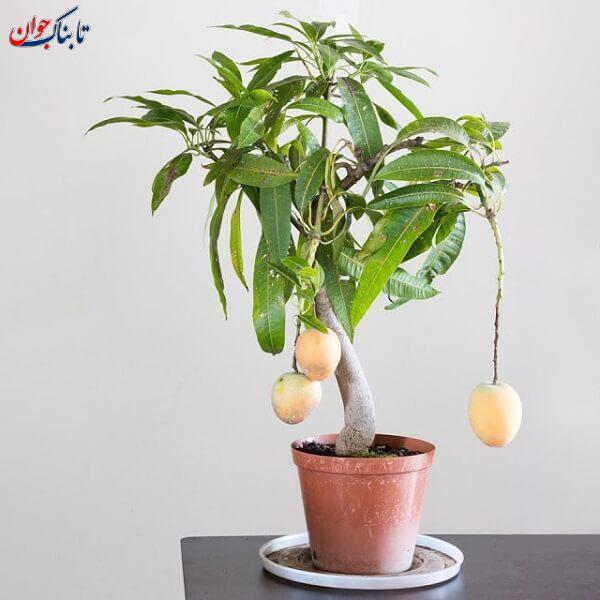 چگونه هسته انبه را بکاریم تا میوه دهد؟ + عکس