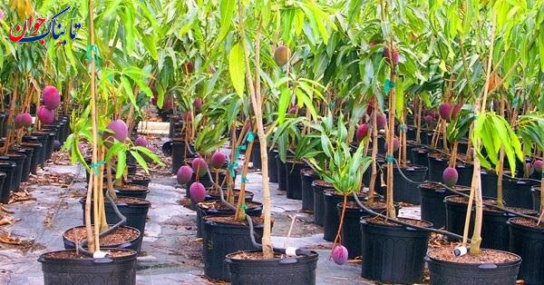 چگونه هسته انبه را بکاریم تا میوه دهد؟ + عکس