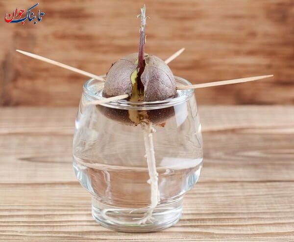 چگونه هسته انبه را بکاریم تا میوه دهد؟ + عکس