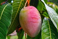 چگونه هسته انبه را بکاریم تا میوه دهد؟ + تصاویر