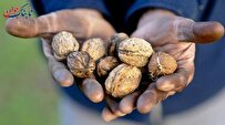 چگونه رنگ گردو را از دست خود پاک کنیم؟ لباس چطور؟