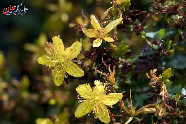 مقابله با افسردگی با شهناز!