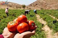 گوجه فرنگی منبع کدام ویتامین است؟ + خواص و مضرات