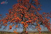 آیا خرمالو برای سرماخوردگی خوب است یا بد؟
