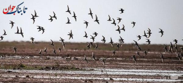 چرا پرستوها کوچ می کنند؟ + چگونگی مهاجرت