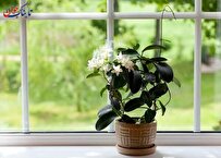 ۵ گیاه طبیعی برای خوشبو کردن خانه