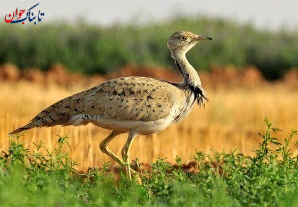 وسعت کدام ناحیه آب و هوایی ایران بیشتر است؟ کدام کمتر؟