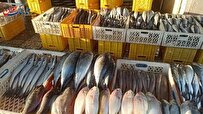 ماجرای ویدیوی جالب از ماهی فروش ایرانی