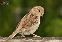 ترفند دیدنی یک گنجشک برای فرار از دست گربه ها + فیلم