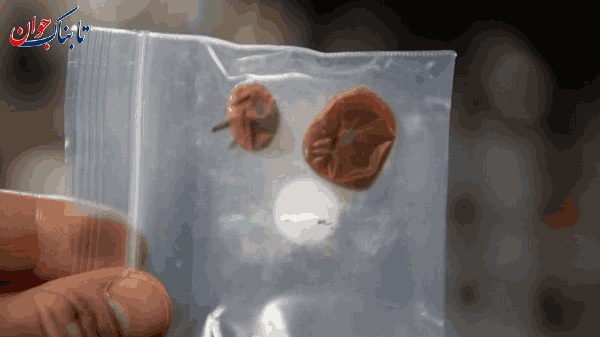 تصویری از گوجه فرنگی های گم شده در فضا!