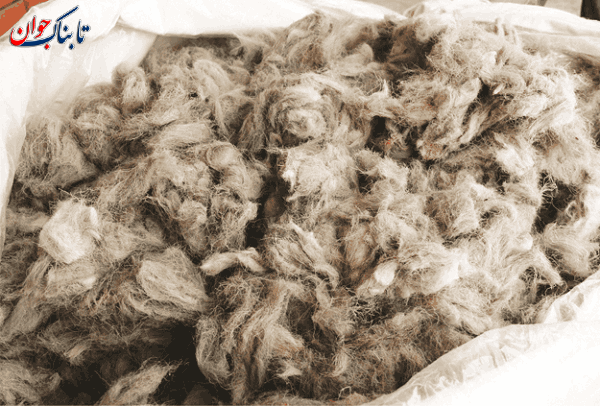 پشم شاهتوش خرید این پارچه جرم است!