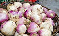 درباره شلغم و پنی سیلین بخوانید