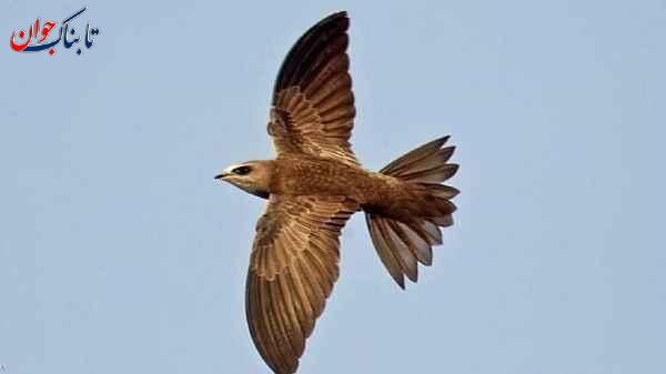 بادخورک کوهی کدام حیوان هرگز نمی خوابد؟ + حقایقی جالب از خواب حیوانات