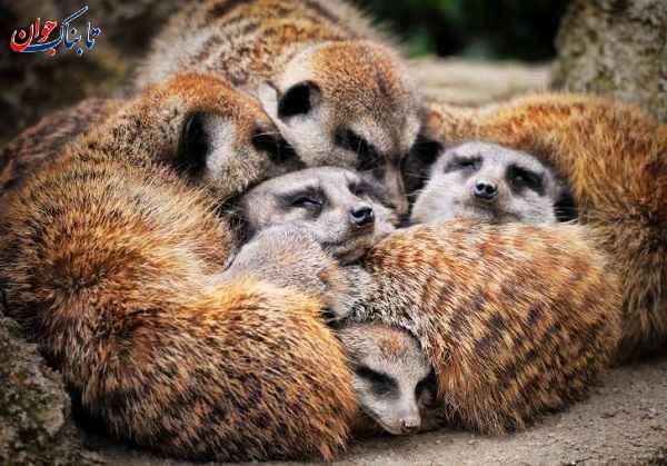 سمورهای دریایی کدام حیوان هرگز نمی خوابد؟ + حقایقی جالب از خواب حیوانات