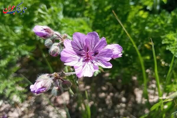 گلهای کوه سهند عروس کوه های ایران کجاست؟ + تصاویر