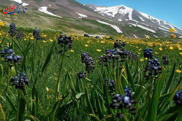 کوه سهند عروس کوه های ایران کجاست؟ + تصاویر