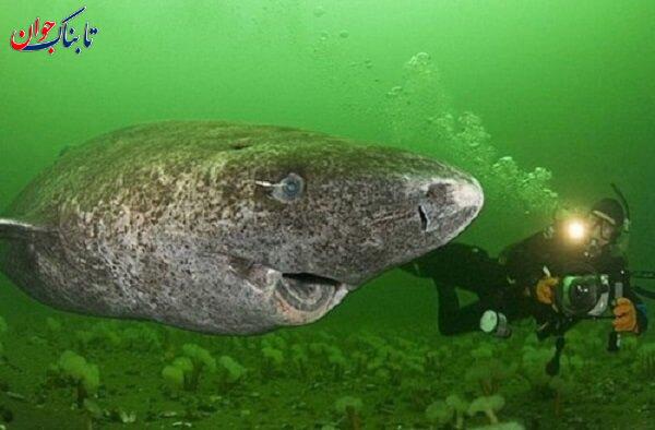 کدام حشره بیشترین طول عمر را دارد؟ + جزییات