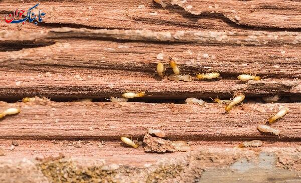 کدام حشره بیشترین طول عمر را دارد؟ + جزییات