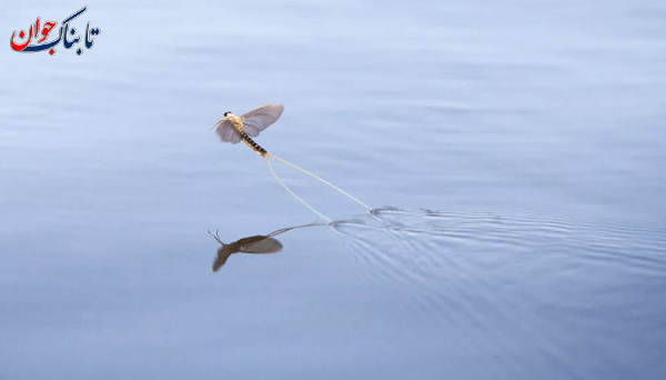 کدام حشره بیشترین طول عمر را دارد؟ + جزییات