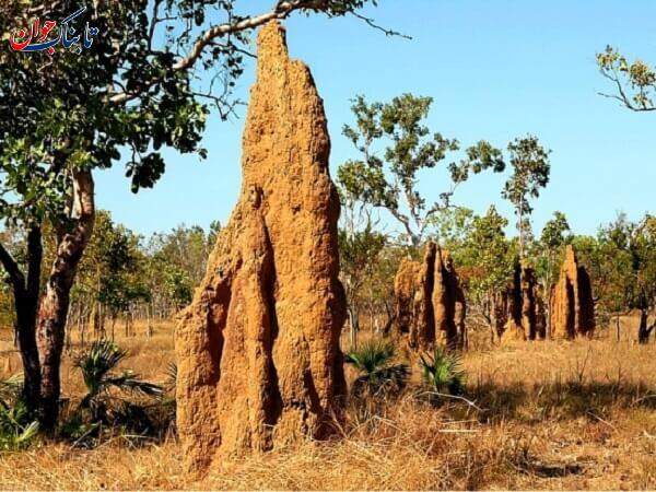 کدام حشره بیشترین طول عمر را دارد؟ + جزییات