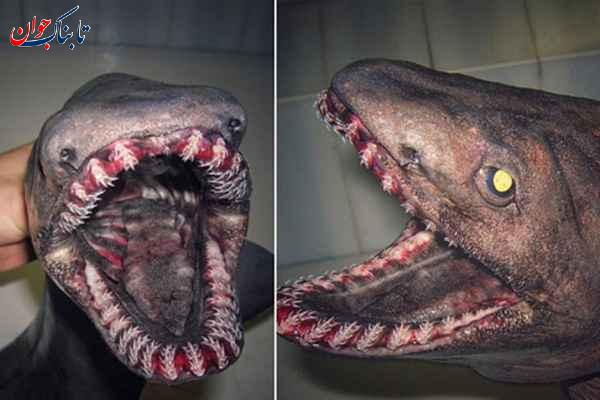 کدام حیوان سیصد دندان دارد؟ + دانستنی‌هایی از دندان حیوانات