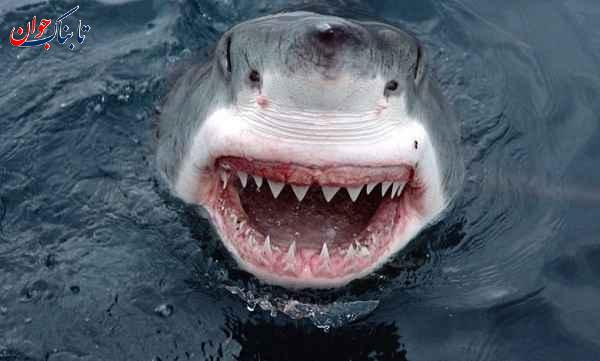 کدام حیوان سیصد دندان دارد؟ + دانستنی‌هایی از دندان حیوانات