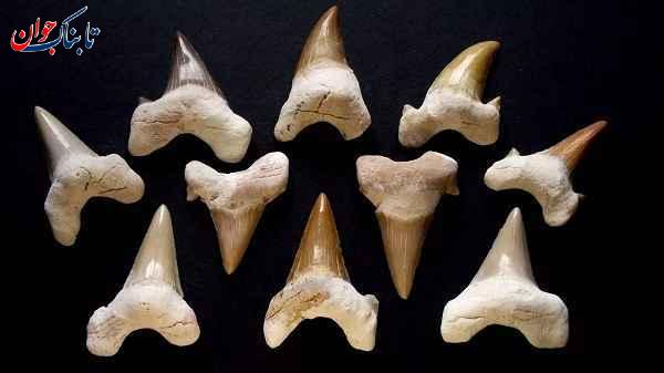 کدام حیوان سیصد دندان دارد؟ + دانستنی‌هایی از دندان حیوانات