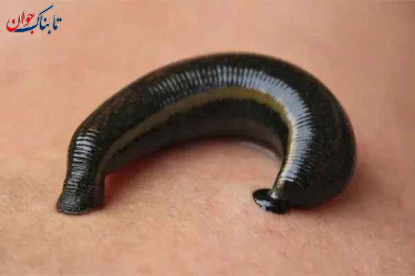 کدام حیوان سیصد دندان دارد؟ + دانستنی‌هایی از دندان حیوانات