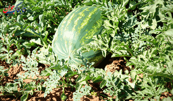 آیا هندوانه قند دارد و قند خون را بالا میبرد؟