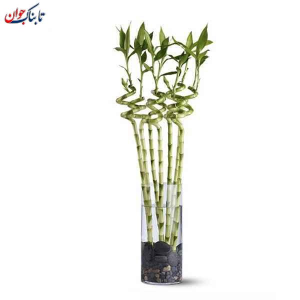 ۵ گیاه آپارتمانی جان سخت برای خانه