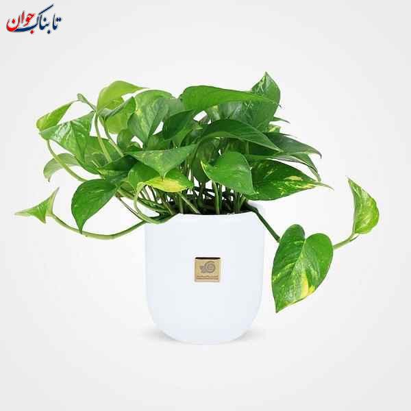 ۵ گیاه آپارتمانی جان سخت برای خانه